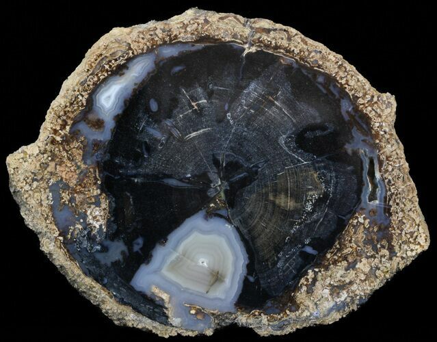 Petrified Wood Slice - Eden Valley, Wyoming #45345